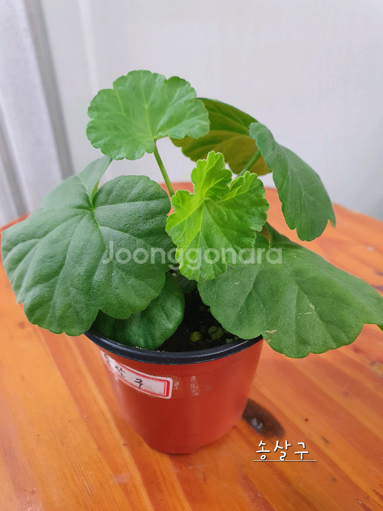 제라늄 4종 프릴프릴스윗,홍옹주,송살구,좋을신비--6