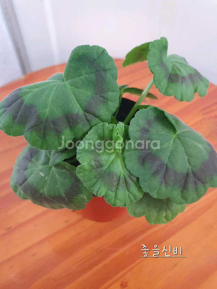 제라늄 4종 프릴프릴스윗,홍옹주,송살구,좋을신비--7