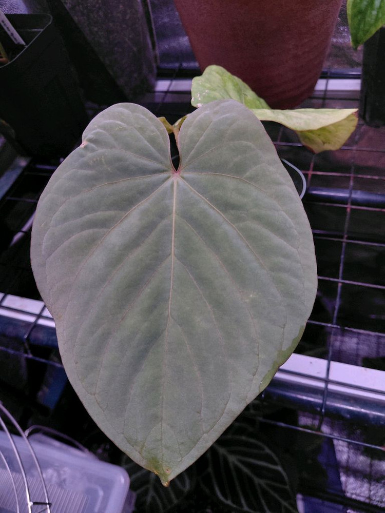 Anthurium kunayalense 안스리움 쿠나얄란세--1