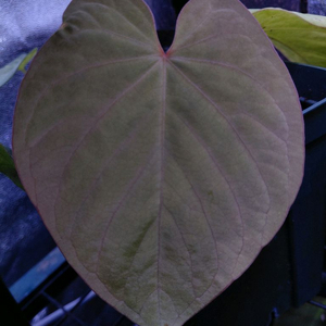 Anthurium kunayalense 안스리움 쿠나얄란세