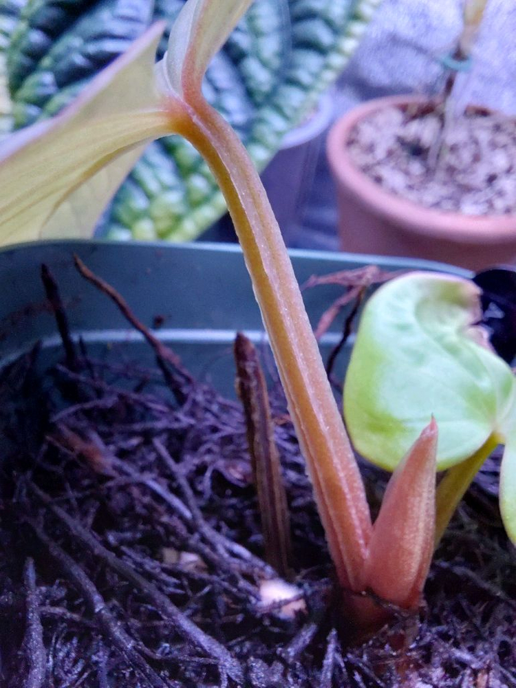 Anthurium kunayalense 안스리움 쿠나얄란세--2