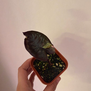 알로카시아 세렌디피티바리에가타