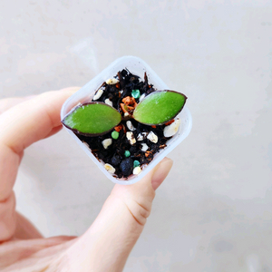 호야칼리만탄 미니