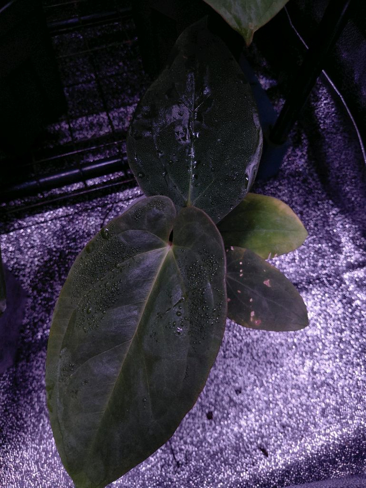 안스리움 bvep (안톨라키) 스콧 오프셋(택 인증 가능)--1