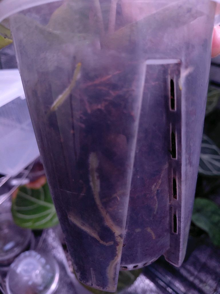 안스리움 bvep (안톨라키) 스콧 오프셋(택 인증 가능)--3