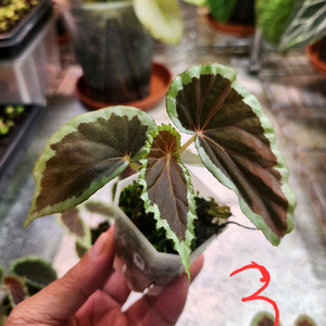 베고니아 cf.바라멘시스