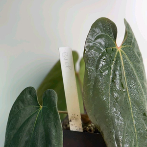 안스리움 bvep (안톨라키) 스콧 오프셋(택 인증 가능)