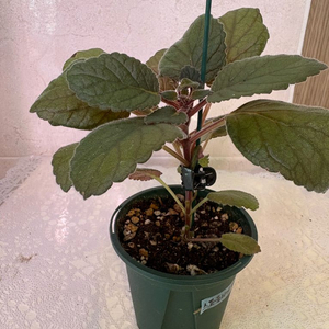 신닌기아 스톤율리아 식물