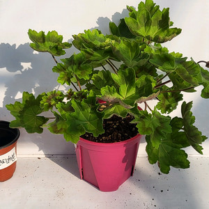 제라늄 모로칸 프린세스 대품