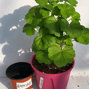 제라늄 파라다이스애플 대품