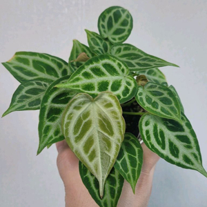 안스리움 크리스탈리넘 실버