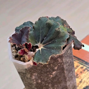 블랙맘바 베고니아 (까망이)