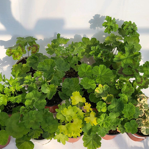 제라늄 12종 일괄