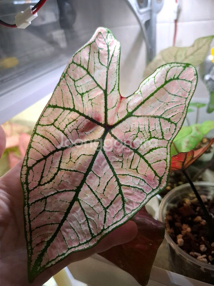 칼라디움 스프링플링--1