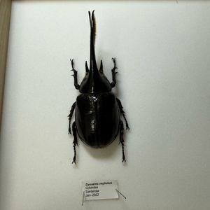 냅튠장수풍뎅이 표본
