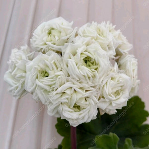 제라늄 디아즈메리디아나 대품