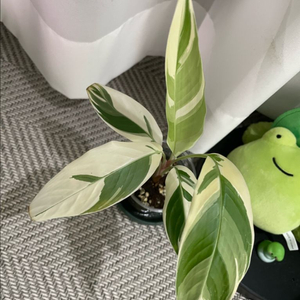 헬리코니아 바리에가타