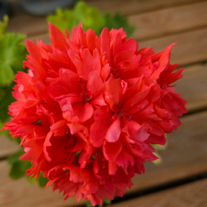 스텔라 제라늄 2종