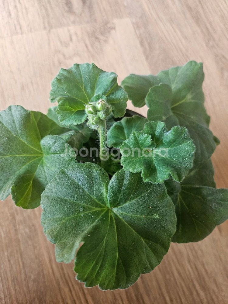 제라늄 큐피트의선물 중품--1