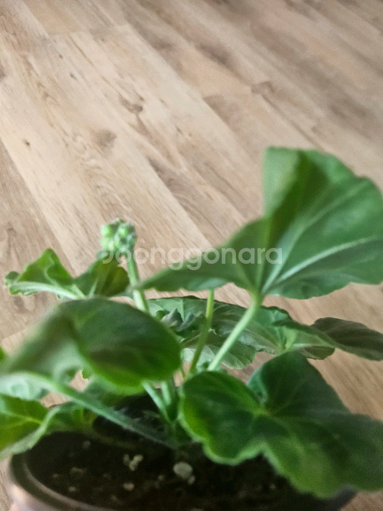 제라늄 큐피트의선물 중품--2