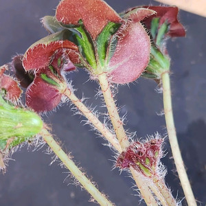 베고니아3종 /캐티드롤 윈도우즈,뚜엔꾸앙.완켈코웨니이