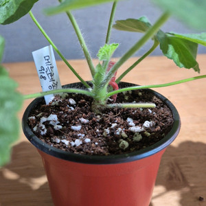 메를레종2 제라늄(러시아제라늄)