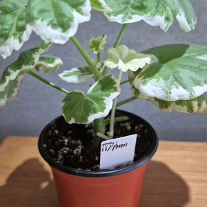 퍼트리스 실버웨딩 제라늄