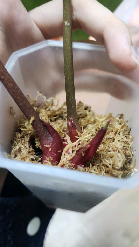 안스리움 도라야끼 레드 탑(새순 나오는중)--2