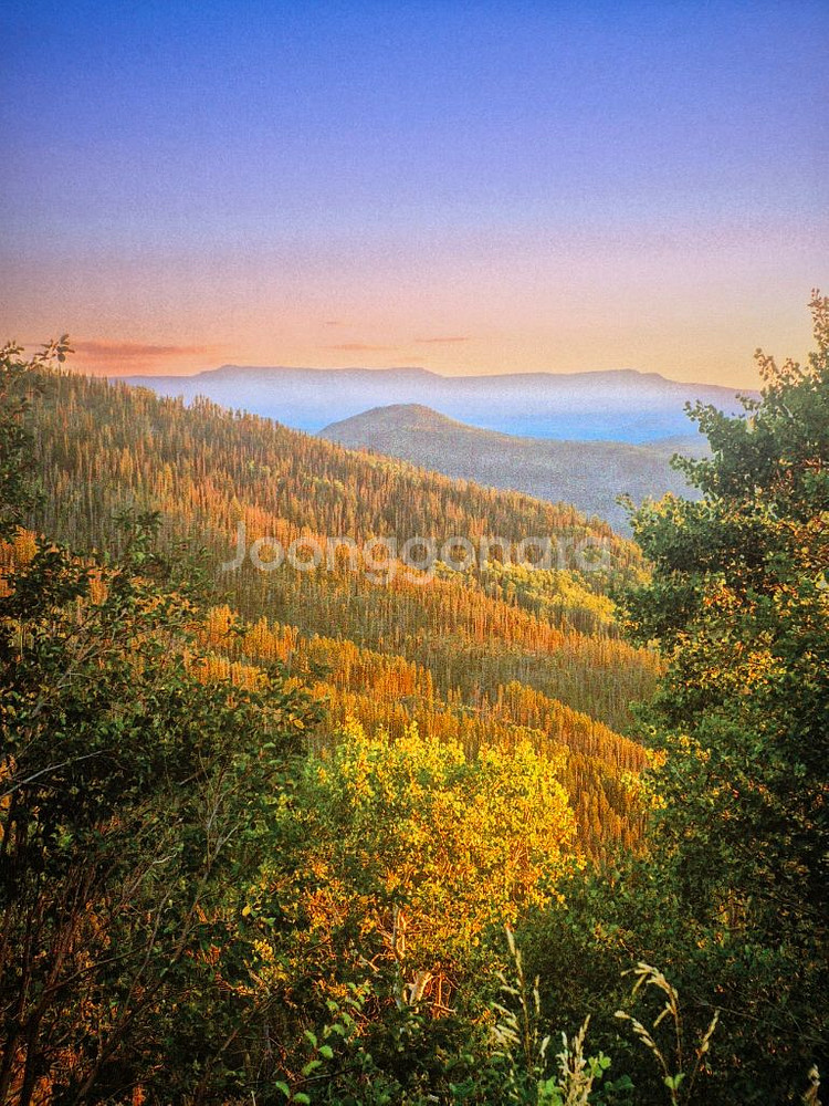 알렉스키토 전시관 도록 구합니다!--0