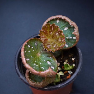 베고니아 머쉬룸