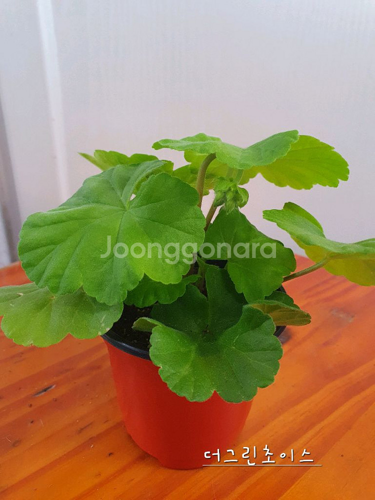 제라늄 4종 종이밥뽀롱마미님변종,셀레스트줄리아 러시아,빛부케, 더그린초이스 꽃대있음--7