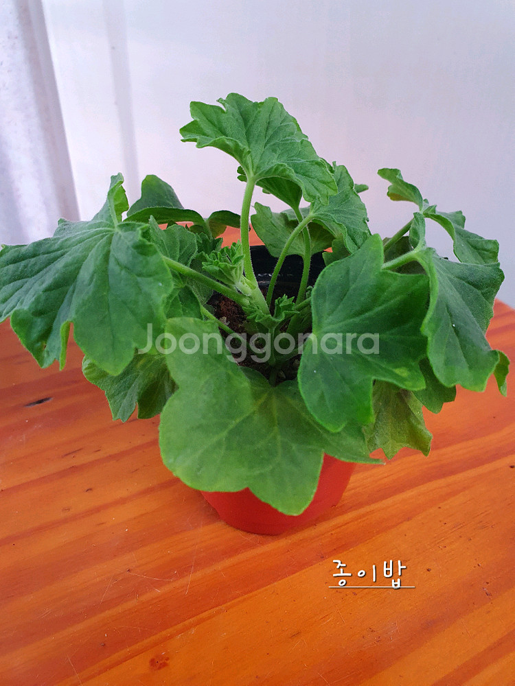 제라늄 4종 종이밥뽀롱마미님변종,셀레스트줄리아 러시아,빛부케, 더그린초이스 꽃대있음--4