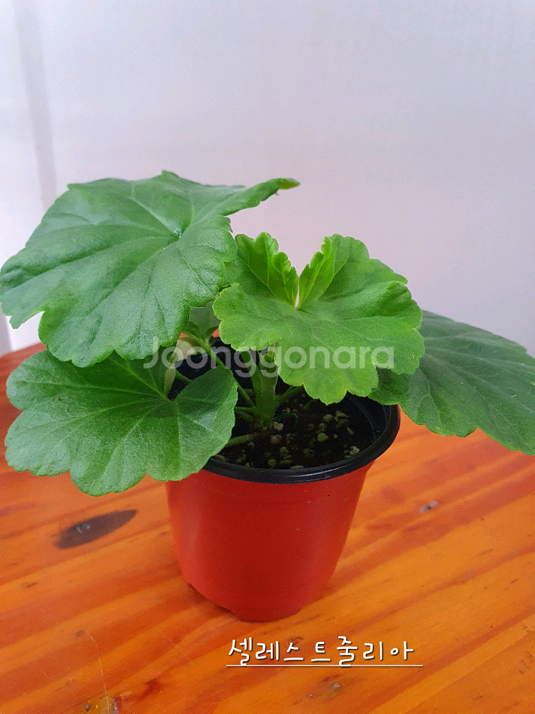 제라늄 4종 종이밥뽀롱마미님변종,셀레스트줄리아 러시아,빛부케, 더그린초이스 꽃대있음--6