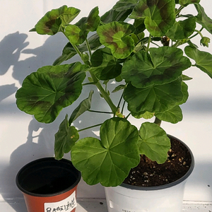 제라늄 프릴프릴스윗 대품