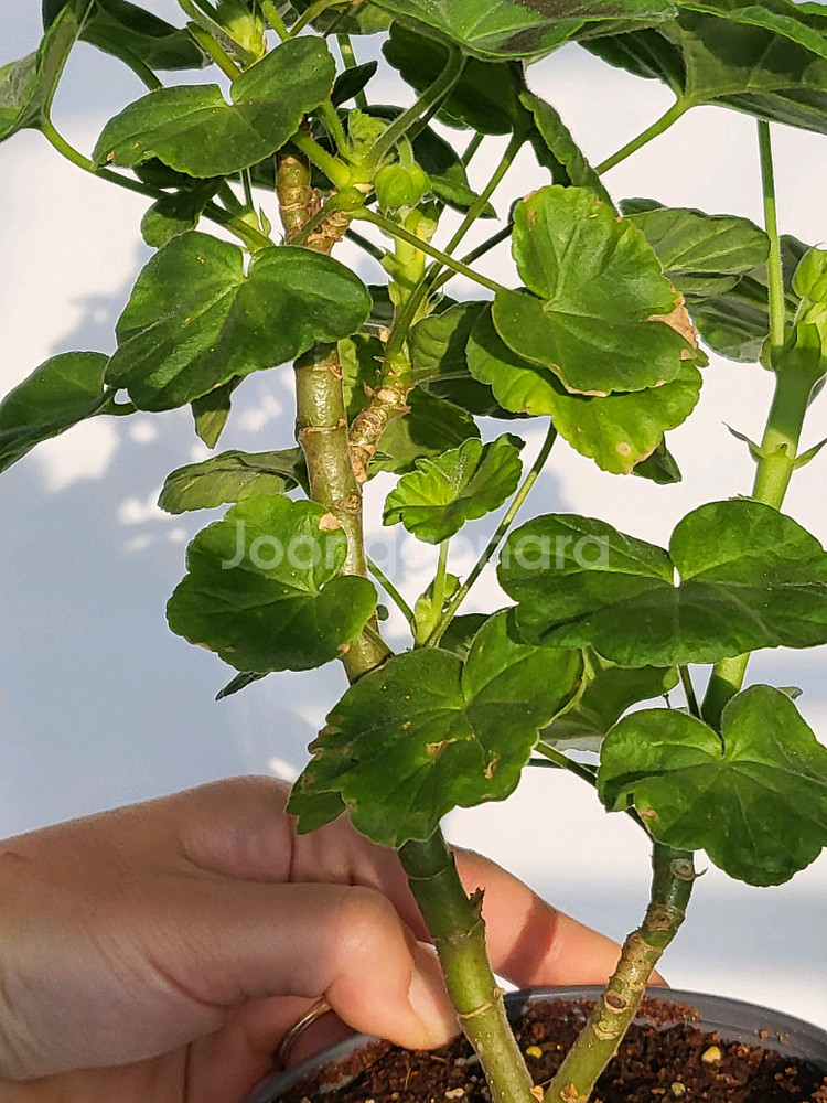 제라늄 프릴프릴스윗 대품--1