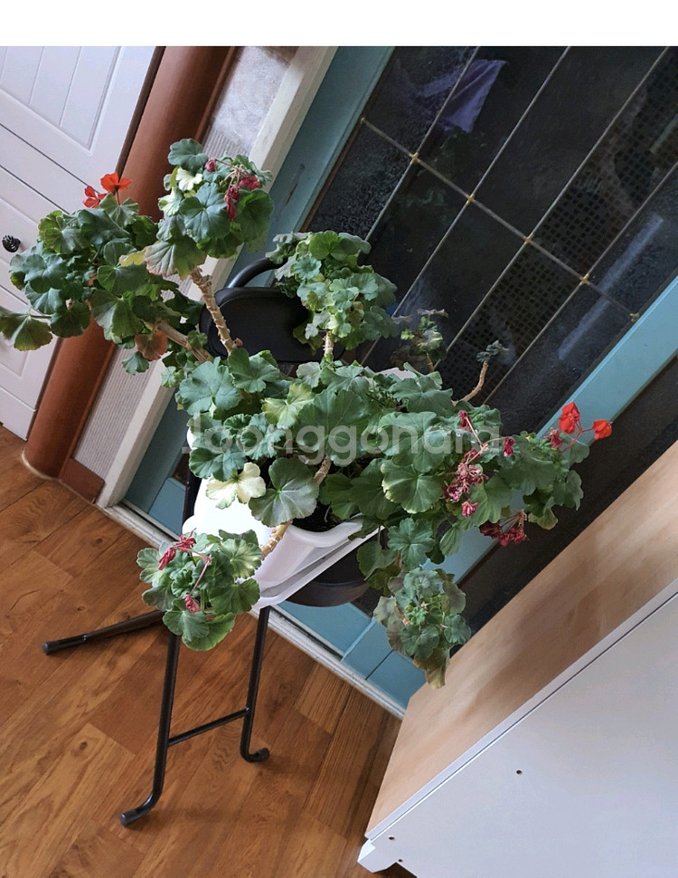 제라늄대품예쁘게4계절내내계속꽃이핌저렴히3만원그외바의자겸인테리어받침으로덤임--0