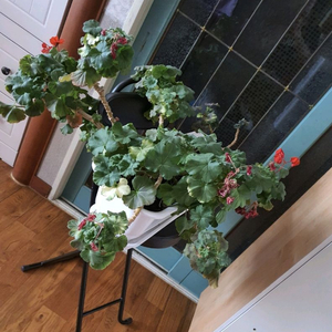 제라늄대품예쁘게4계절내내계속꽃이핌저렴히3만원그외바의자겸인테리어받침으로덤임