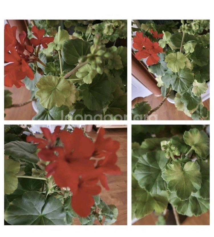 제라늄대품예쁘게4계절내내계속꽃이핌저렴히3만원그외바의자겸인테리어받침으로덤임--6