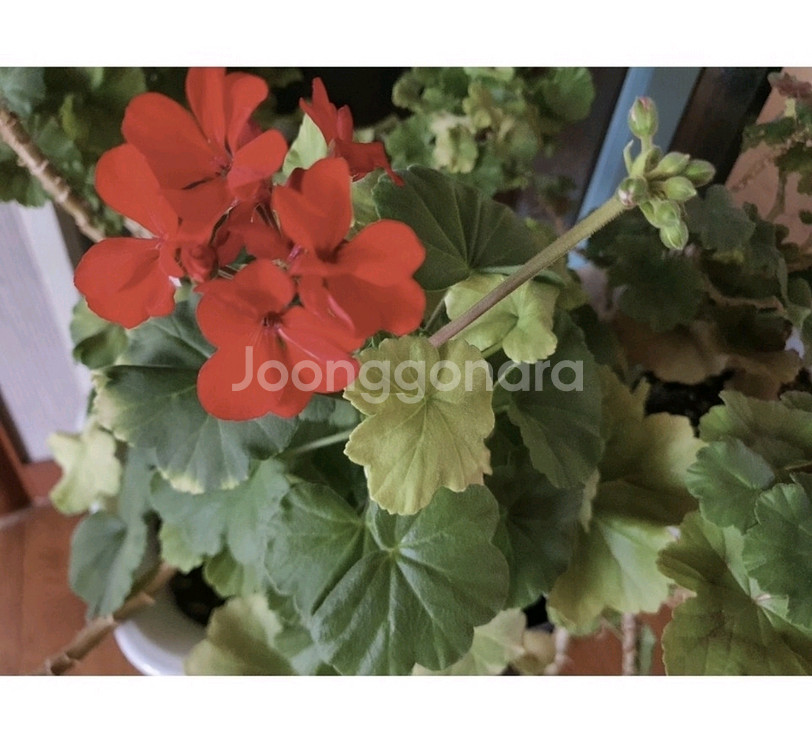 제라늄대품예쁘게4계절내내계속꽃이핌저렴히3만원그외바의자겸인테리어받침으로덤임--2