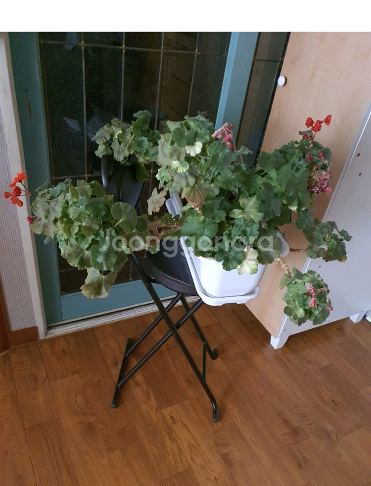 제라늄대품예쁘게4계절내내계속꽃이핌저렴히3만원그외바의자겸인테리어받침으로덤임--5