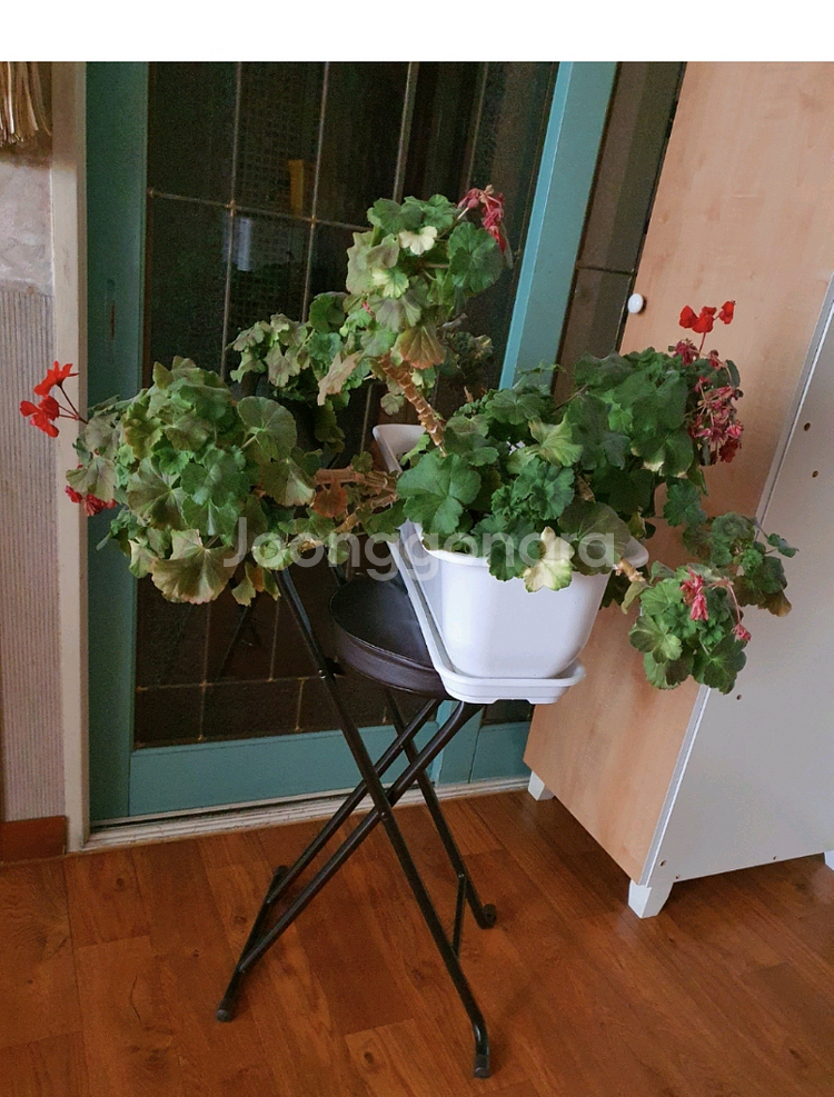 제라늄대품예쁘게4계절내내계속꽃이핌저렴히3만원그외바의자겸인테리어받침으로덤임--1