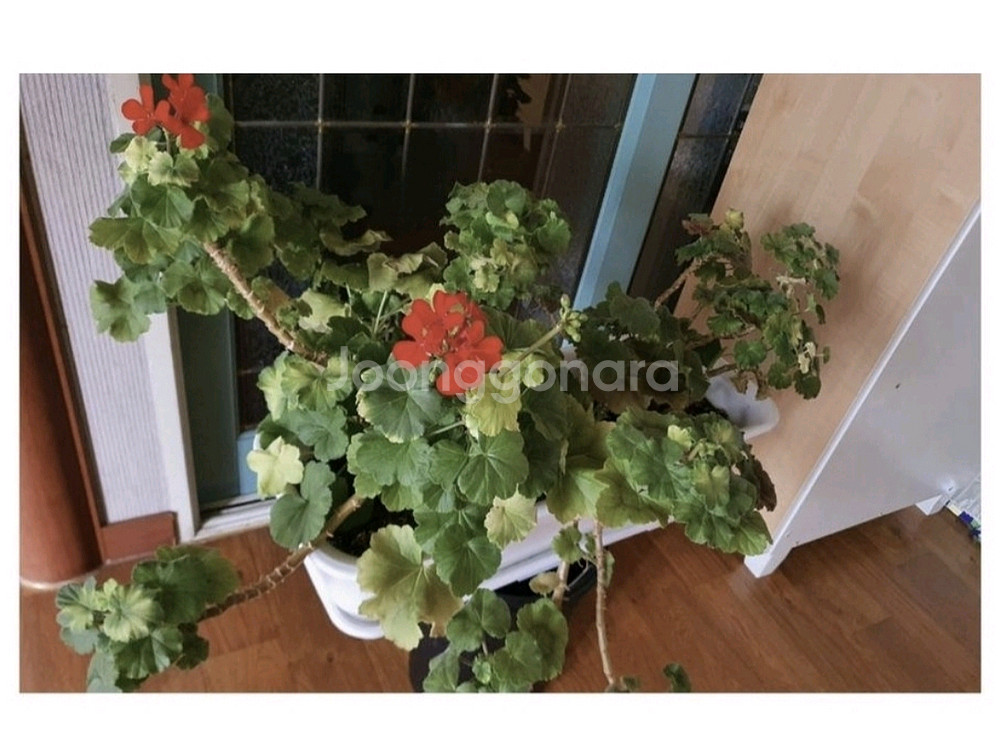 제라늄대품예쁘게4계절내내계속꽃이핌저렴히3만원그외바의자겸인테리어받침으로덤임--4