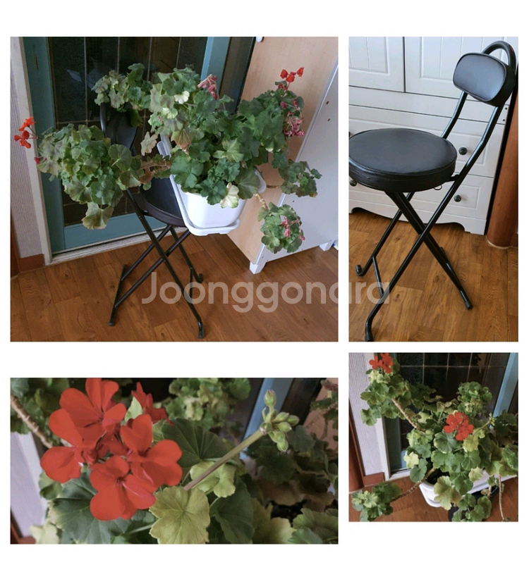 제라늄대품예쁘게4계절내내계속꽃이핌저렴히3만원그외바의자겸인테리어받침으로덤임--8