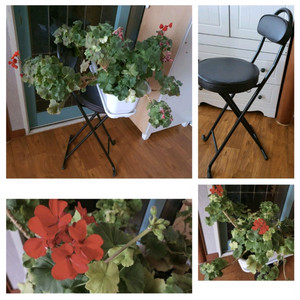 제라늄대품예쁘게4계절내내계속꽃이핌저렴히3만원그외바의자겸인테리어받침으로덤임