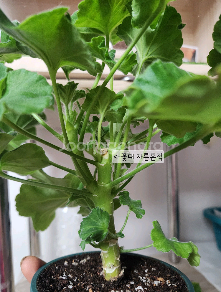 제라늄 개별5--1