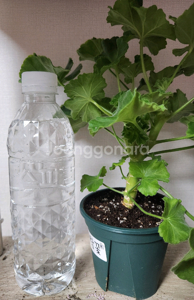 제라늄 개별5--0