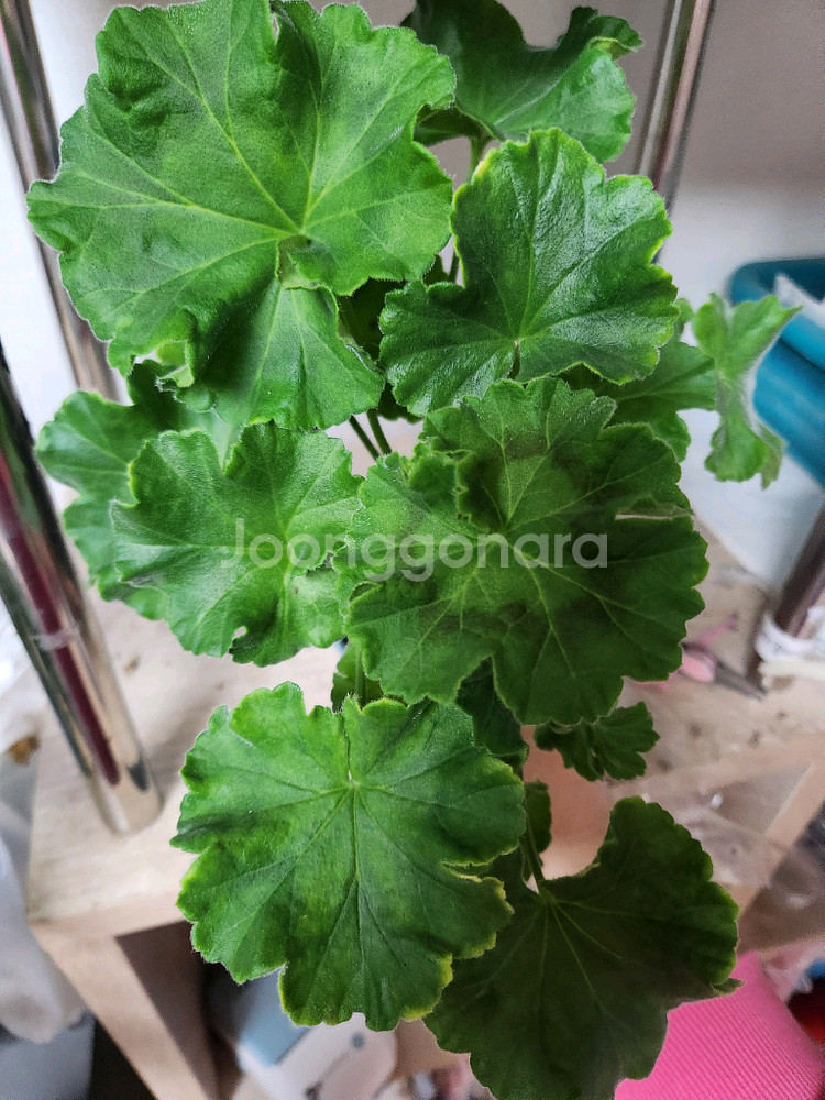 제라늄 개별5--2