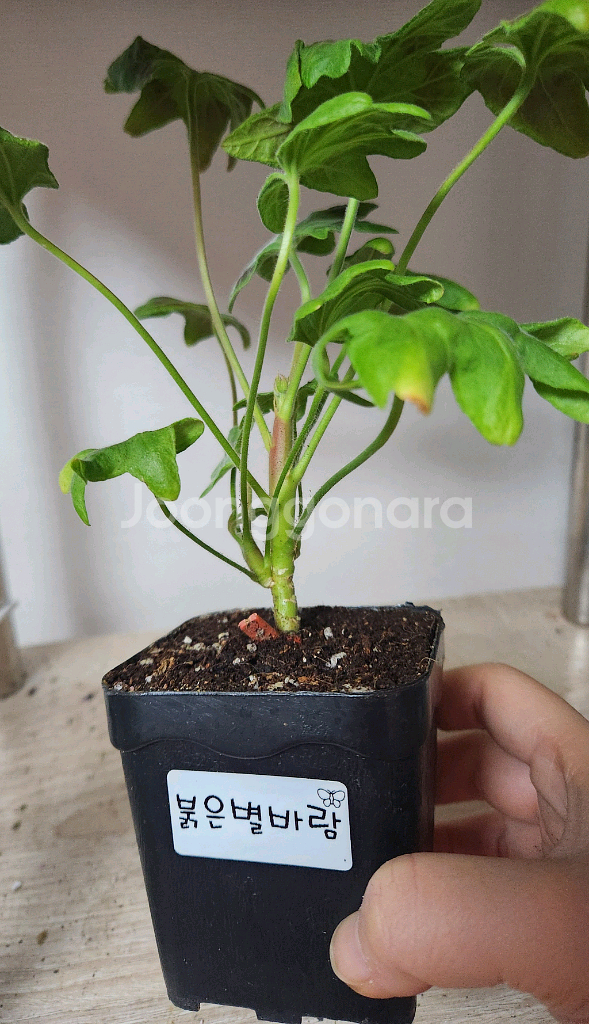 제라늄 개별5--4