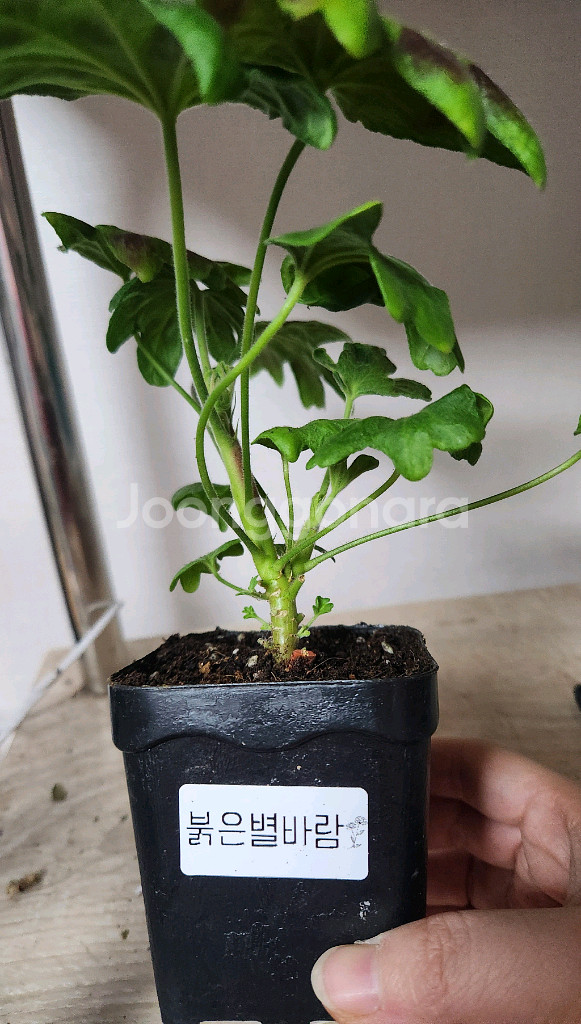 제라늄 개별5--3