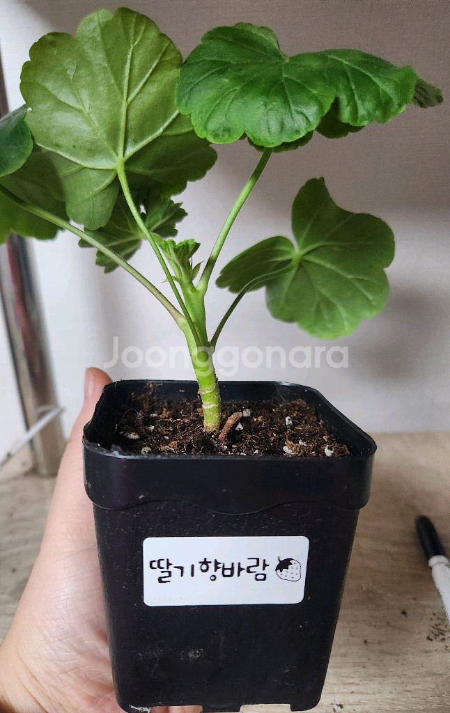 제라늄 개별5--5